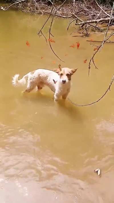 ?Dog being a butterfly magnet