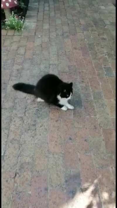 Puffball assasin glitch