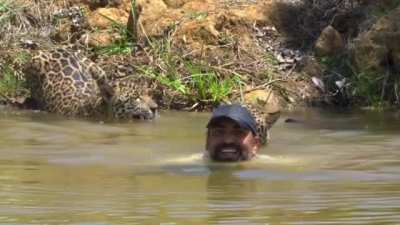 ? Filming With Sub-adult Jaguars ?