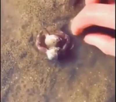 ? Male Crab protecting its mate.