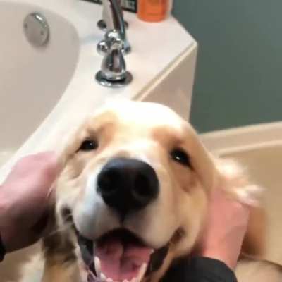 The perfect golden smile ?