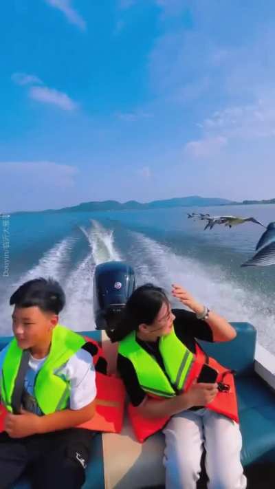 ? Skein of geese slipstreaming a boat
