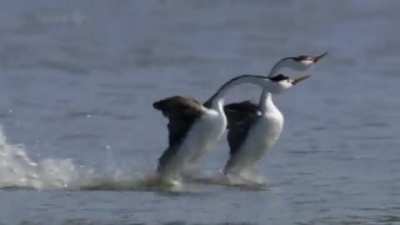 ? Grebe bird, the bird who are able to run the water empire as a bird behavior partner.