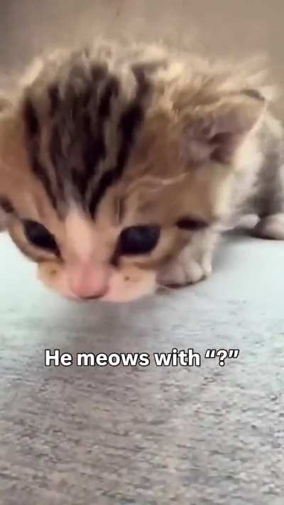 Meow??