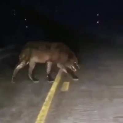 ? Massive wolf emerges from the darkness