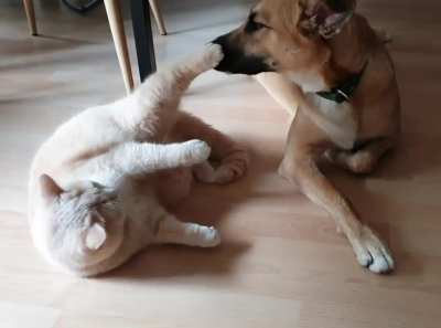 Back leg mini slaps