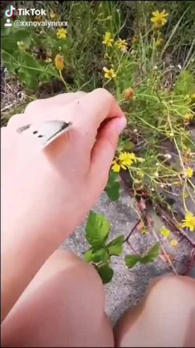 A butterfly adventure ❤️?❤️