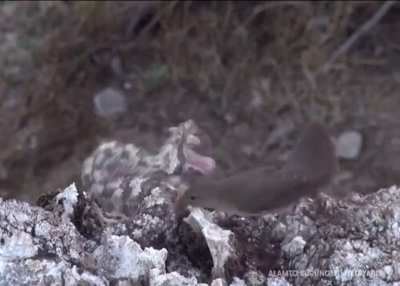 ? The first recording of a spider tail viper hunting a bird using its tail as bait..