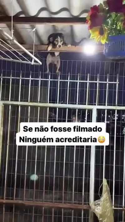Prison break