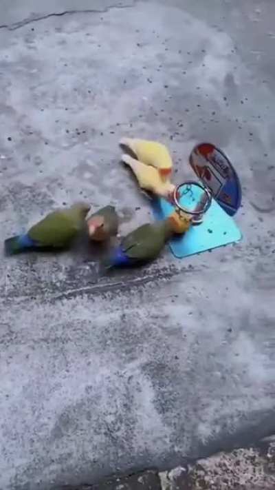 birdketball