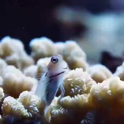 ?Goby fish chilling ?