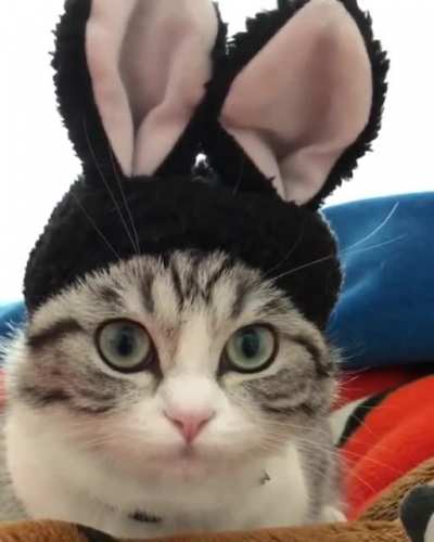 Easter Kitty
