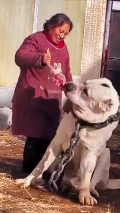 This is what the largest dog breed in the world "Asian Shepherd Dog" looks like, It is used to protect livestock because it can easily defeat wolves.