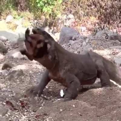 ? Komodo dragon also known as komodo monitor lizard also known as komodo monster