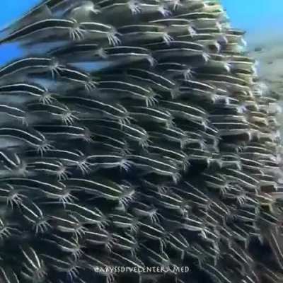 ?A school of juvenile striped eel catfish huddle closely together as protection from predators as they take turns feeding on the ocean floor.