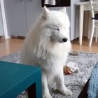 Sleepy boi just can’t stand anymore