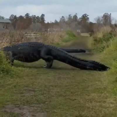 ? Why did the crocodile cross the road? To catch the chicken.