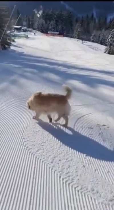 Sleds are overrated!!