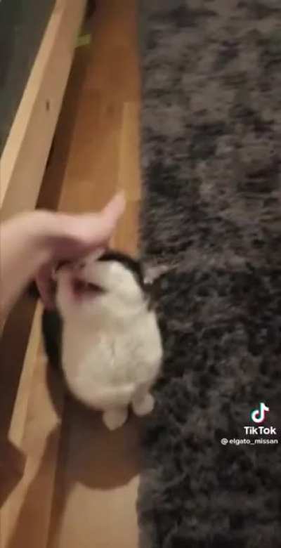 Cat sounds