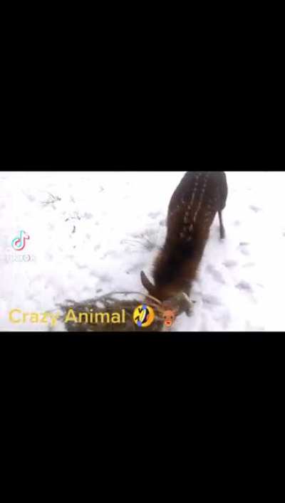 Crazy Animal ??