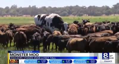 Absolute unit of a cow stands over 6ft tall