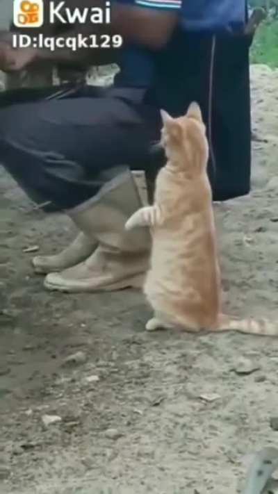 Cat.