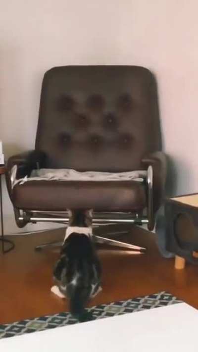 Purrrfect landing
