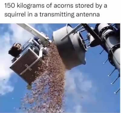 Hey squirrel, that's a lot of acorns ?️