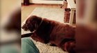 Pets, man