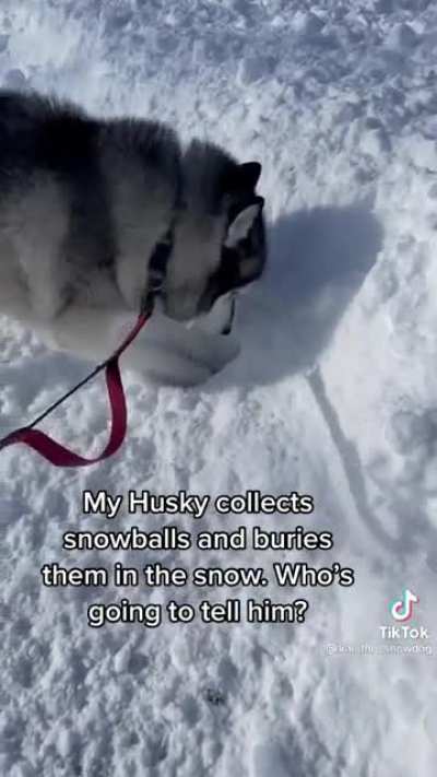 This dog buries snowballs in the snow.