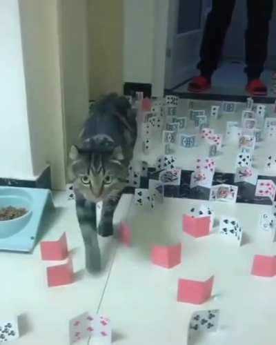 Careful Cats.