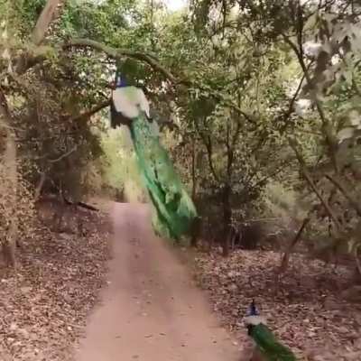 ? Peacock taking off in slow-mo