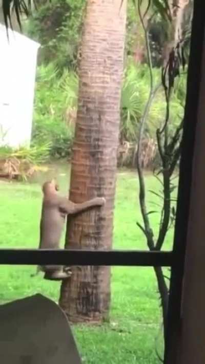 ? Classic game of bobcat and squirrel ?