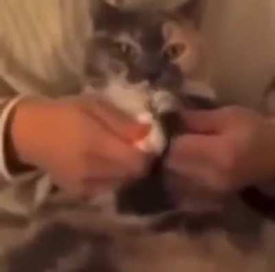 Cat dance!