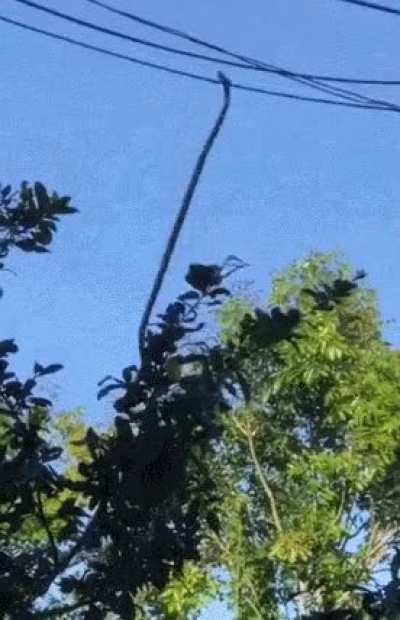 ? snek