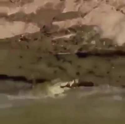 ? Croc gets pissed for missing his prey, zebra walks away with ZERO f**ks given