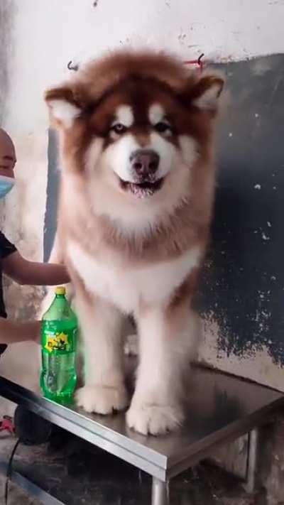 The Giant Alaskan Malamute is a selectively bred Malamute that exceeds 70 kg in weight & 70 cm of height, originally bred to pull heavy goods between cities throughout Alaska. They have been recorded to pull loads up to 500 kg.
