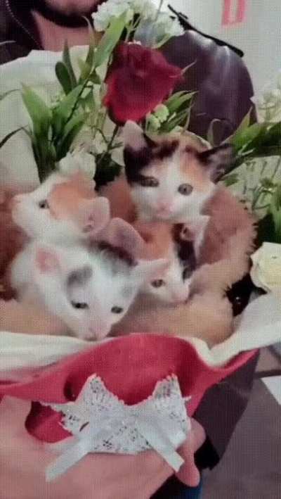 Cats working part-time in flower delivery ?