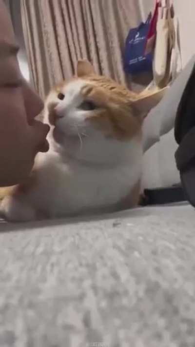 Hilarious cat slaps ?