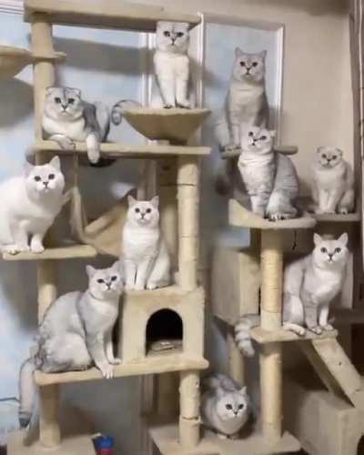 amazing cat's magic