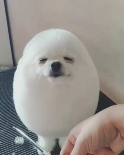 eggdog
