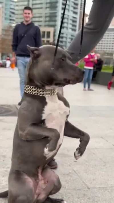 To bully a dog