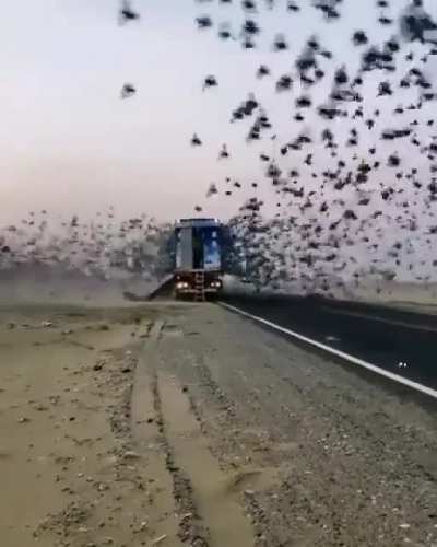 This is pigeon racing. They are released far from home to see who makes it back first