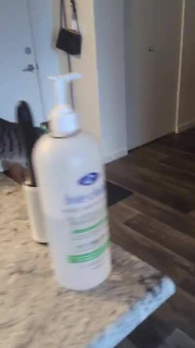 It turns out, the kitten was the kitchen sponge thief