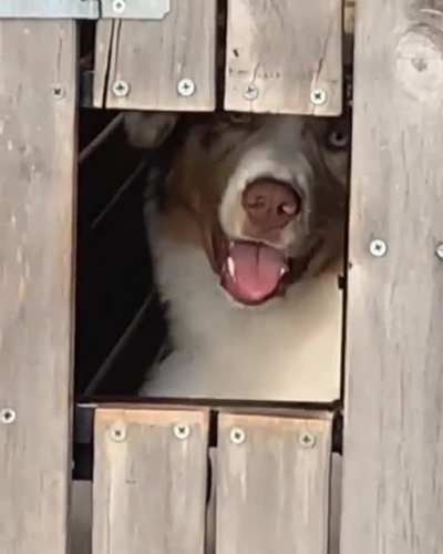 Pupper twist! Found in r/aww