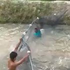 The fish became agitated