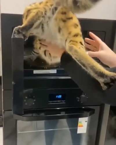 One hungry cat