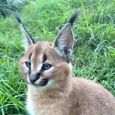 ? Perfect ear flick of a Caracal kitten