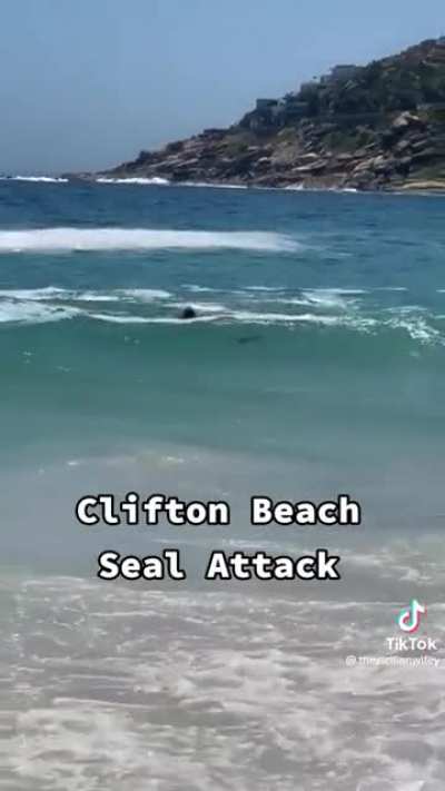 Seal on the attack, South Africa