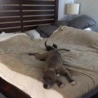 3 legged foster kitten playing with pit bull tail wag